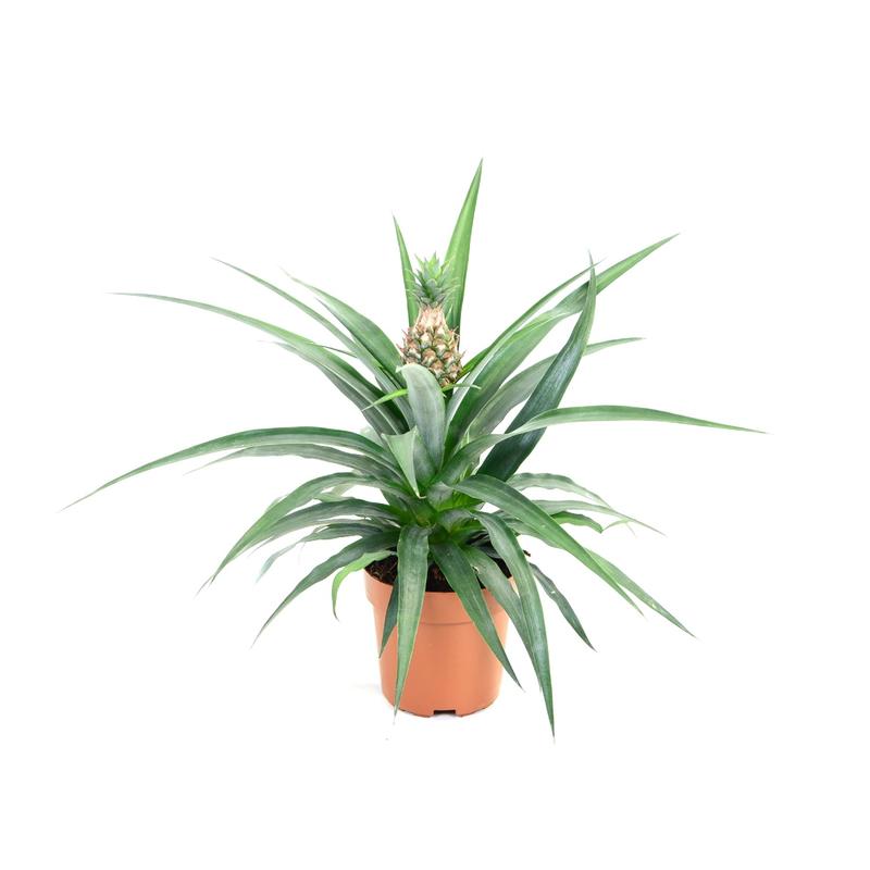 Korzyści i ryzyko spożywania ananasa