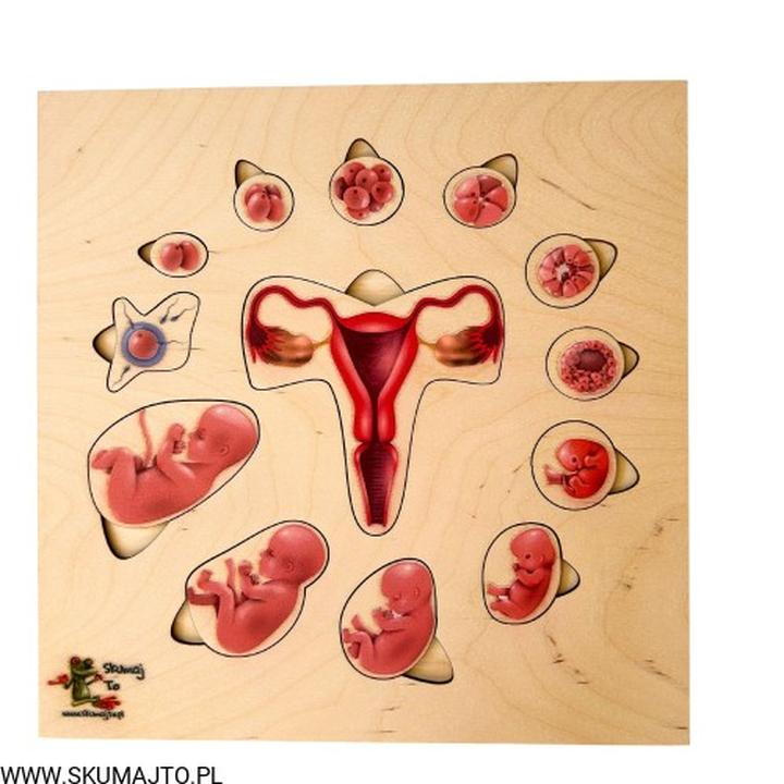 Rozwój dziecka w ciąży