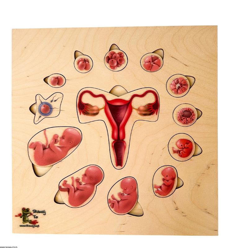 Jak wygląda dziecko w 3 tygodniu ciąży? Przewodnik po pierwszych etapach rozwoju emocji i zdrowia mamy.