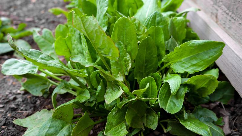 Szczaw w diecie mam karmiących piersią – czy to dobry wybór?